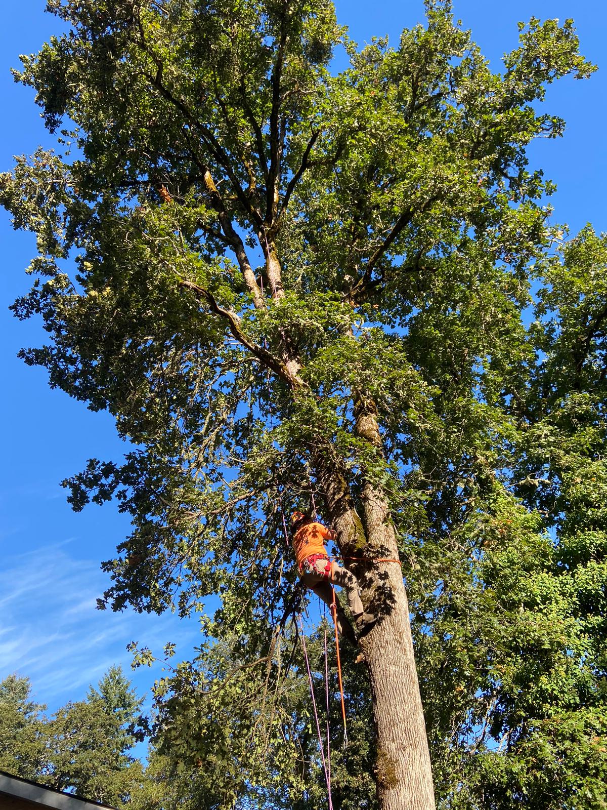 Malkuch's Tree Service Gallery - image 1