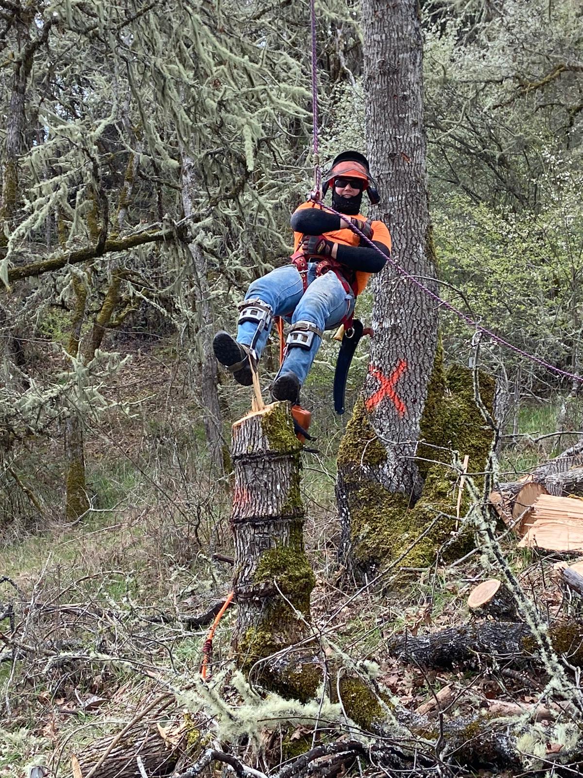 Malkuch's Tree Service Gallery - image 3